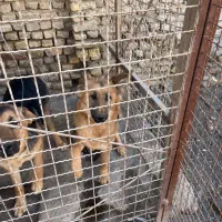 سگ ژرمن|سگ|مشهد, امیریه|دیوار