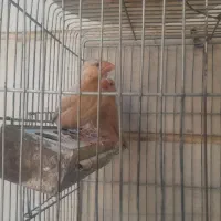 فنج نرگسی