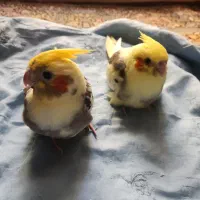 عروس هلندی سرلاکی