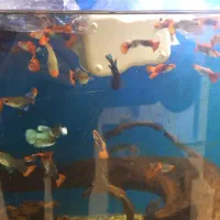 گوپی کوی توکسیدو و بلک هالف