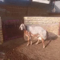 قوچ فروشی چینی