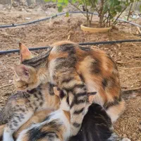 چهار بچه گربه و یک مادر
