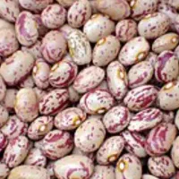 لوبیا چیتی عمده
