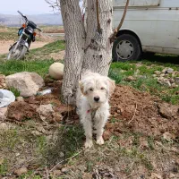 واگذاری یک عدد سگ پا کوتاه ماده تربیت شده