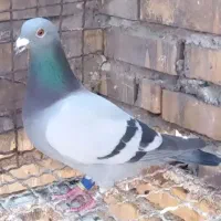 کبوتر‌دوبرعراق‌نر