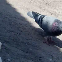 معاوضه با طوطی عروس ماده