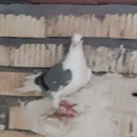 کبوتر کفتر دوکت یا پشتی آلمانی