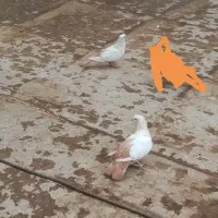 فروش کفتر