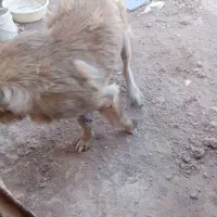 سگ ماده