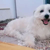 سگ شیتزو کراس