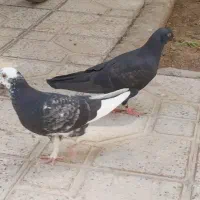 یک جفت جوجه کبوتر خوب