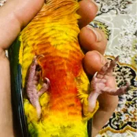 گرینچیک ۳ ماهه