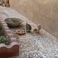 یک جفت جوجه اردک