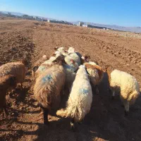 شک بره|حیوانات مزرعه|کوهدشت, |دیوار