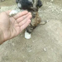 سگ پاکوتا