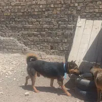 سگ.|سگ|کهک, |دیوار