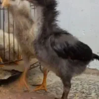 جوجه لاری یک ماهه ۴۰۰ هزار افغان