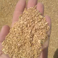 گندم ارزونتر از بازار