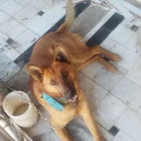 سگ ژرمن نر