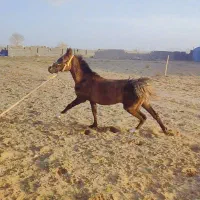 فروش کره مادیان ده ماهه