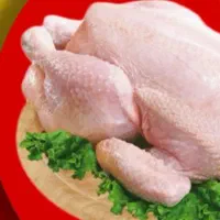 فروش مرغ روژین