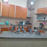 پرنده پلاکی عراق
