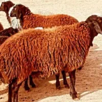 بره پرواری برای قصابی