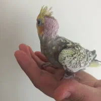 جوجه عروس هلندی دستی