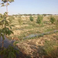 زمین باغی