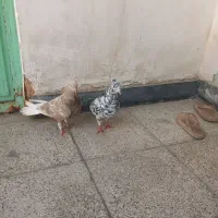 سرور دمسفید