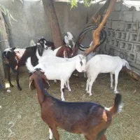 فروش