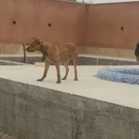 سگ نگهبان