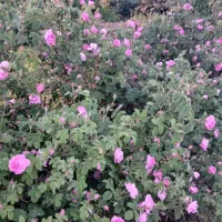 پخش گل محمدی تازه
