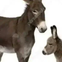 شیر الاغ