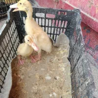 اردک ۲ هفته ای /بلدرچین/دانه مرغی