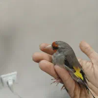 سهره نر آواز خوان