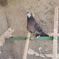سه تا کفتر فوق پرش