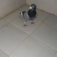 نرمینا سبز