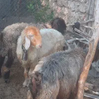 پنج‌ میش داشتی گون