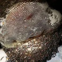 عسل وحشی جنگلی و کوهی و ژل رویال طبیعی