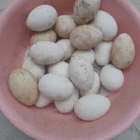 تخم غاز