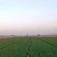 یونجه چین سوم