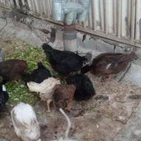 مرغ و بوقلمون و کبوتر خونگی