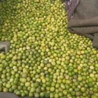 لیمو ترش