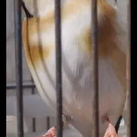 سهره جفتی سهره متولد قفس