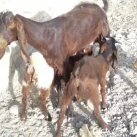 خارجی بز گوش بلند ۲قلو دار