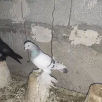 یک جفت کبوتر ابی و کاغذی