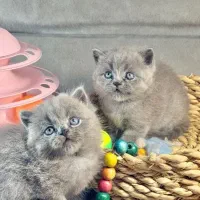 مجموعه گربه پرشین بریتیش اسکاتیش همه مدل ناز