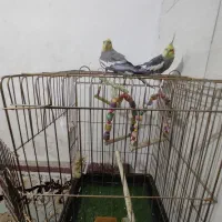 عروس هلندی سینامون نر