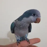 جوجه راهب سرلاکی تا دونخور همگی رام دستی سخنگو